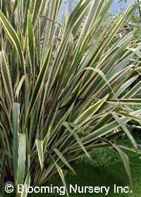 Phormium tenax 'Variegata'                  